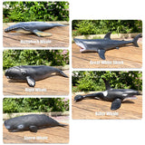 Big Marine Life Animals Humpback Dolphin Killer Blue Whale Shake Cachalot Model Action Figures Ocean Turtle Penguin Educat Toys