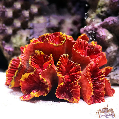 2022 New Artificial Resin Coral Reef Aquarium Ornaments Landscaping Fish Tank Decor Home Fish Tank Aquarium Accessories