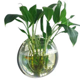 Behogar Dia 23cm/29.5cm Acrylic Fish Bowl Wall Mount Hanging Aquarium Aquatic Pet Supplies Products Fish Tank Flower Plant Vase