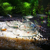 Aquarium Feeding Bowl Fish Tank Feeder Shrimp Tropical Fish Ratfish Glass Feeding Dish Clear Round Tray Reduce Food Scraps