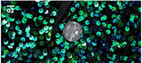 Shiny Green Sequins Bling Glitter Blazer Men 2023 Shawl Collar One Button Tuxedo Suits&Blazer Mens Wedding Party Stage Costumes