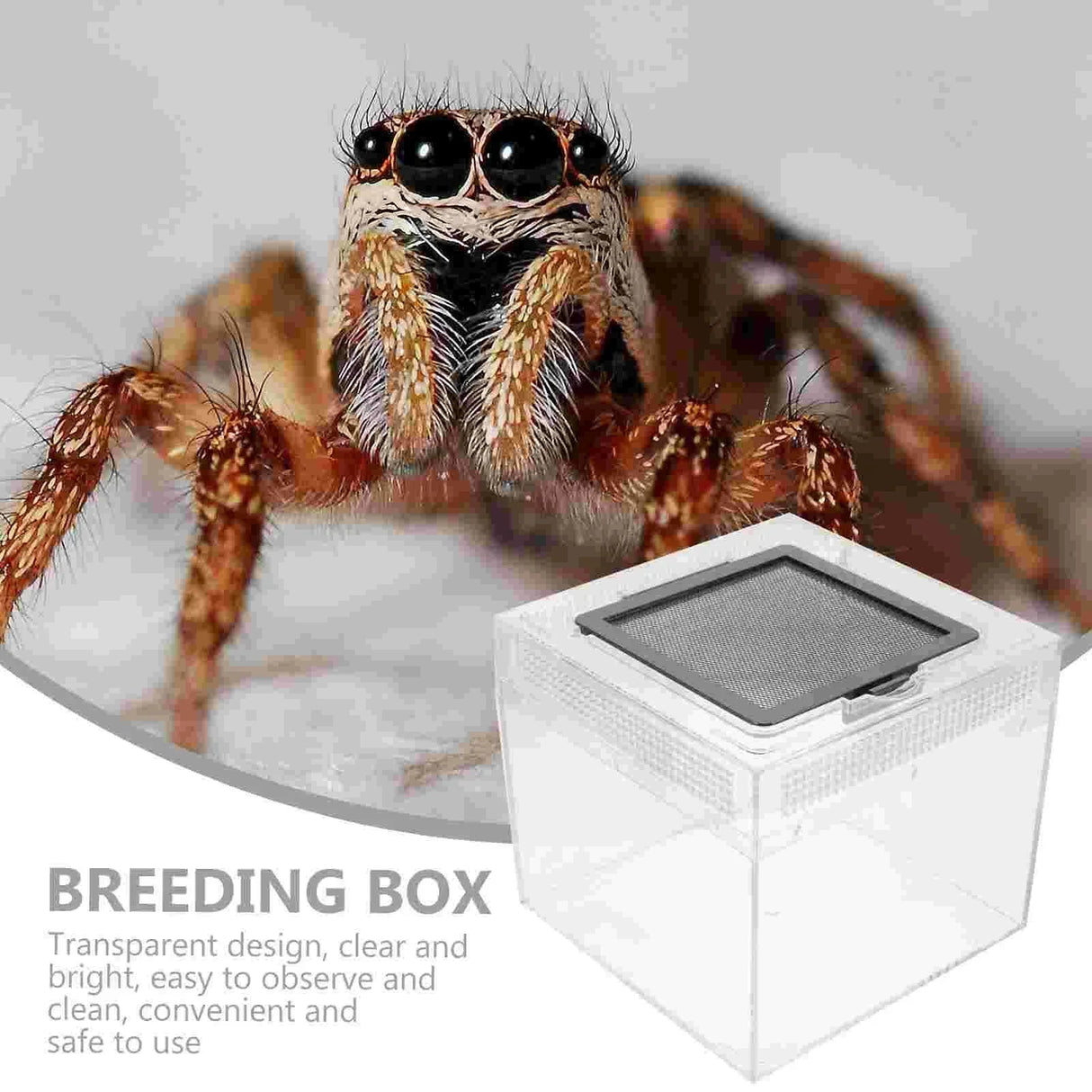 Terrarium Breeding Cricket Tarantula Cage Spider Snake Tank Box Habitat Feeding Bowl House Container Reptile Crab Enclosure