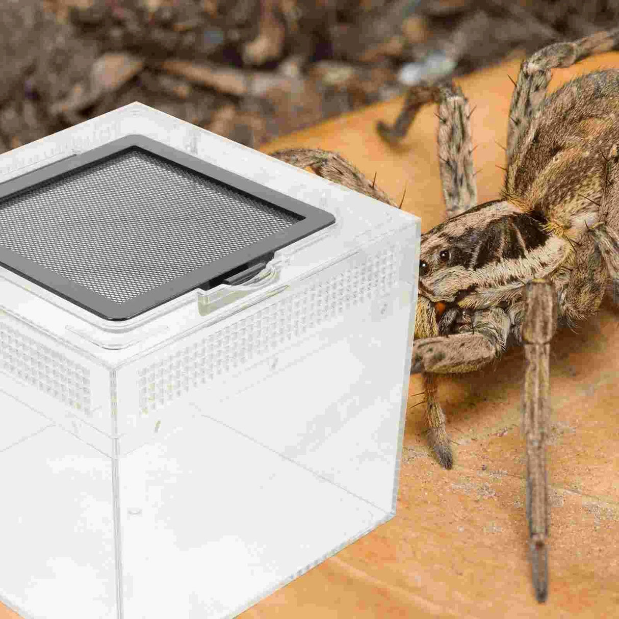 Box Bowl Breeding Enclosure Habitat Cricket Tarantula Cage Reptile Spider Snake Tank Feeding Terrarium House Container Crab