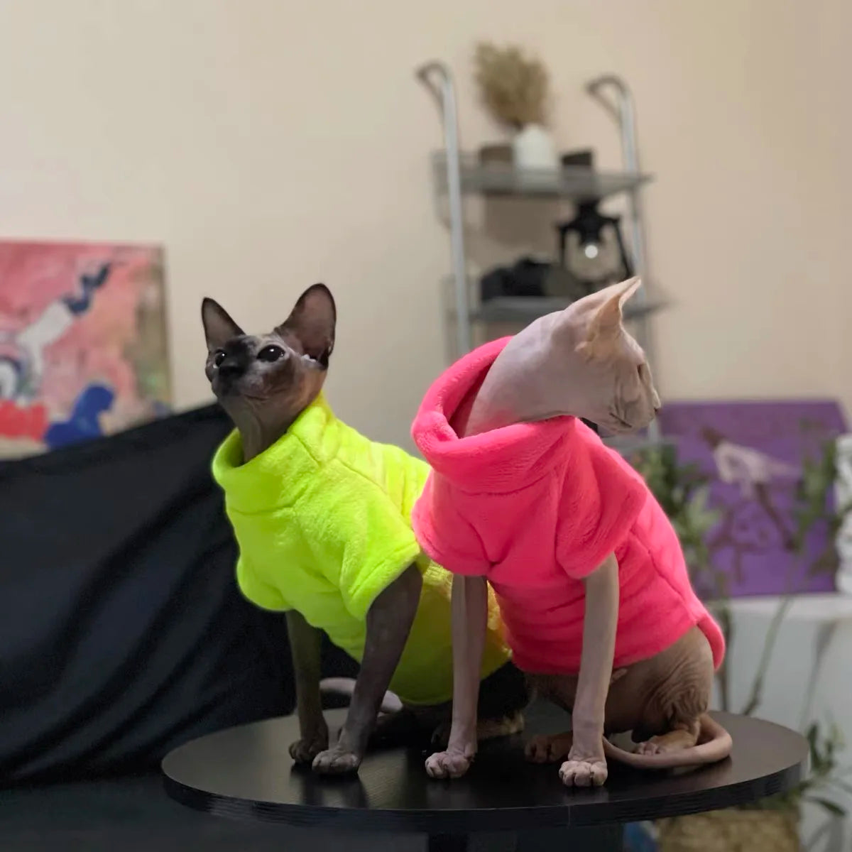 Winter Comfortable Sphynx Cat Clothes Cat Hoodie Coat for Pet Clothing Cute Apparel Hairless Cat Shirt Pet Supplier