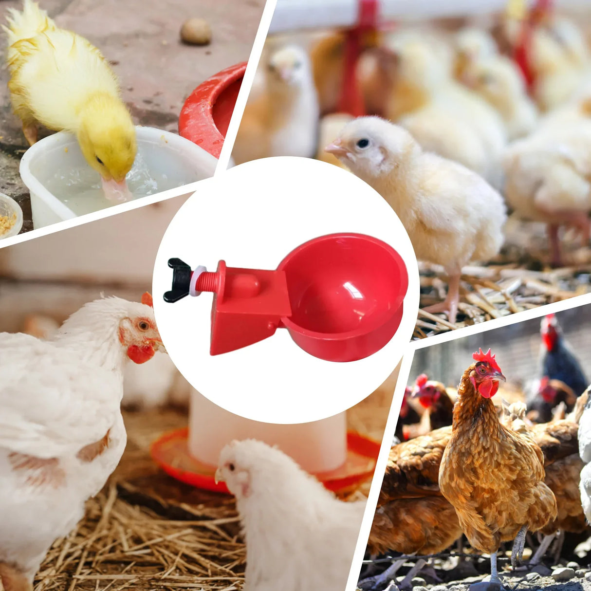 6Pcs Poultry Drinking Bowl Feeder Automatic Chicken Drinker Cup Kit Chicken Feeder Livestock Feeding Watering Supplies