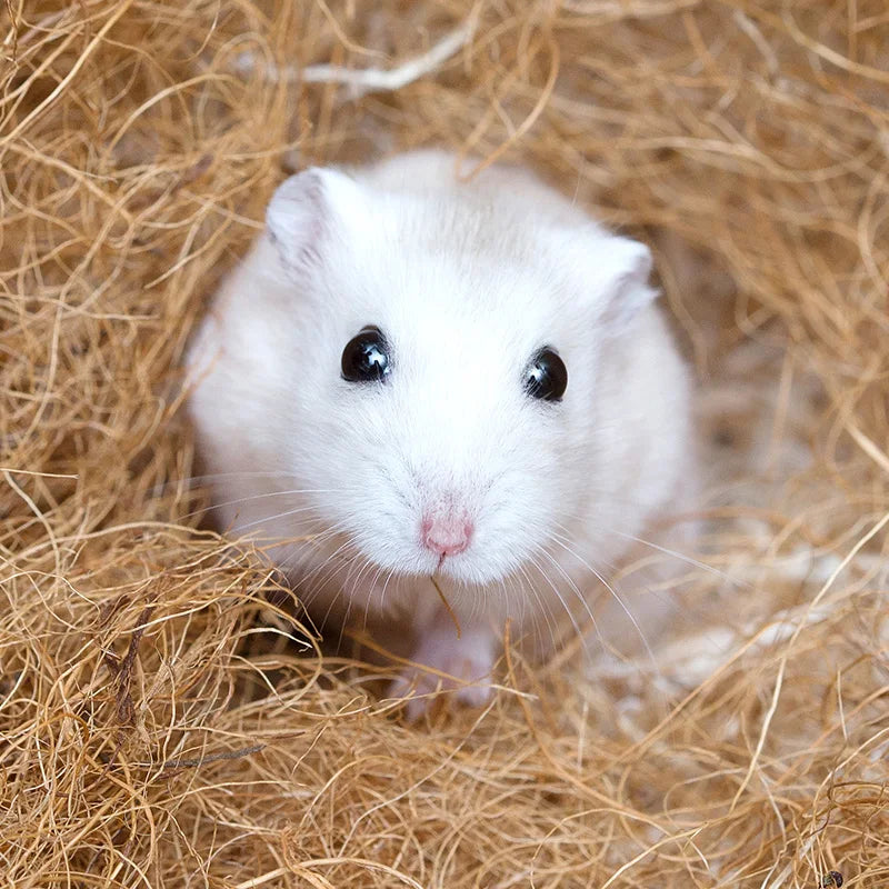 Hamster Bedding Palm Accessories Natural Dry Coconut Moss Nesting Digging BeddingGuinea Pigs Deodorant Housebreaking Supplies