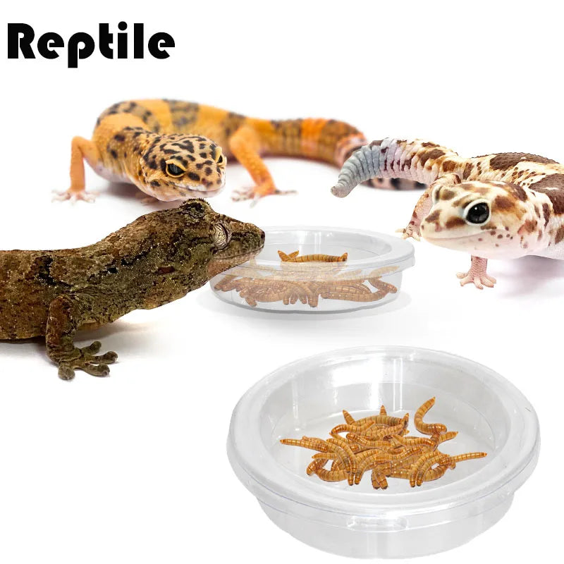 Reptile Accessories Feedding Bowl Insect Spider Ants Nest Snake Gecko Food Water Feeding Bowl Terrarium Feeder Pets Supplies